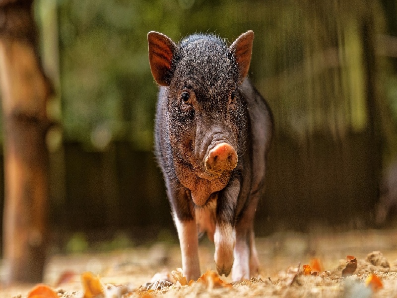 李先生夫妇成功案例